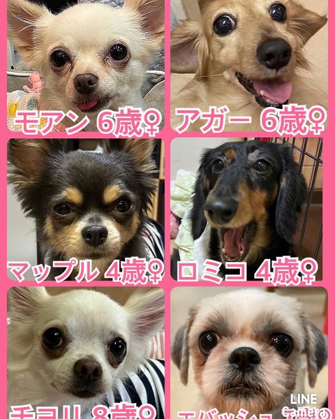 🐾今日の里親様募集中ワンコ🐶メンバーです🐾2022,11,28【保護犬カフェ天神橋店】